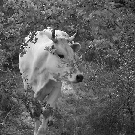 Alloggio per agriturismo Tenuta Casabianca *